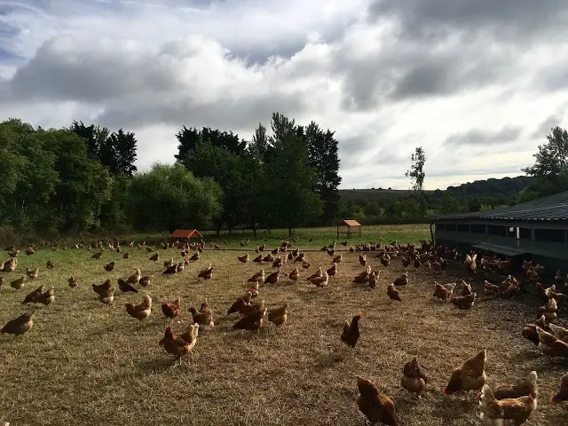 Free range chickens at Bulborne Farm