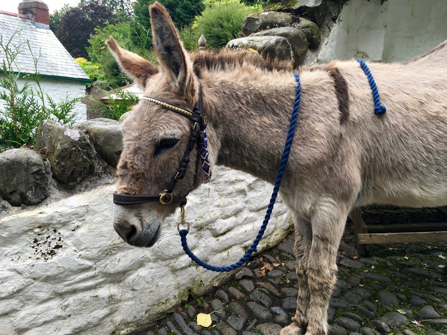 A Clovelly Donkey