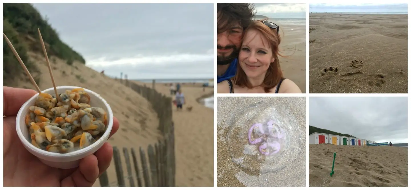 Cockles and paw prints at Woolacombe in Devon