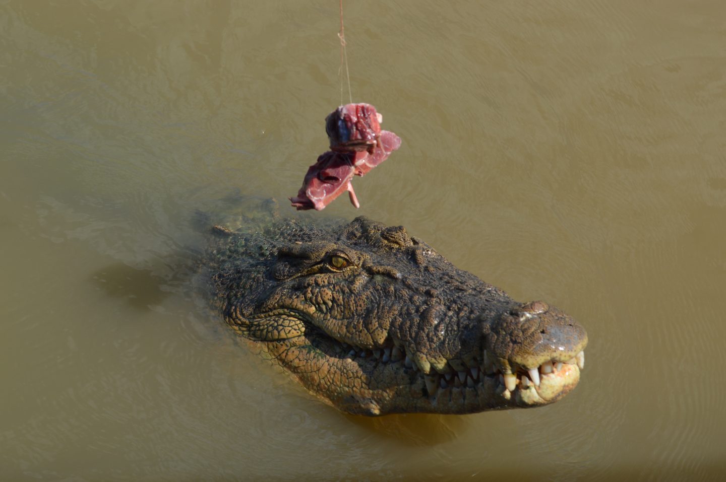 Jumping Croc Cruise, Darwin