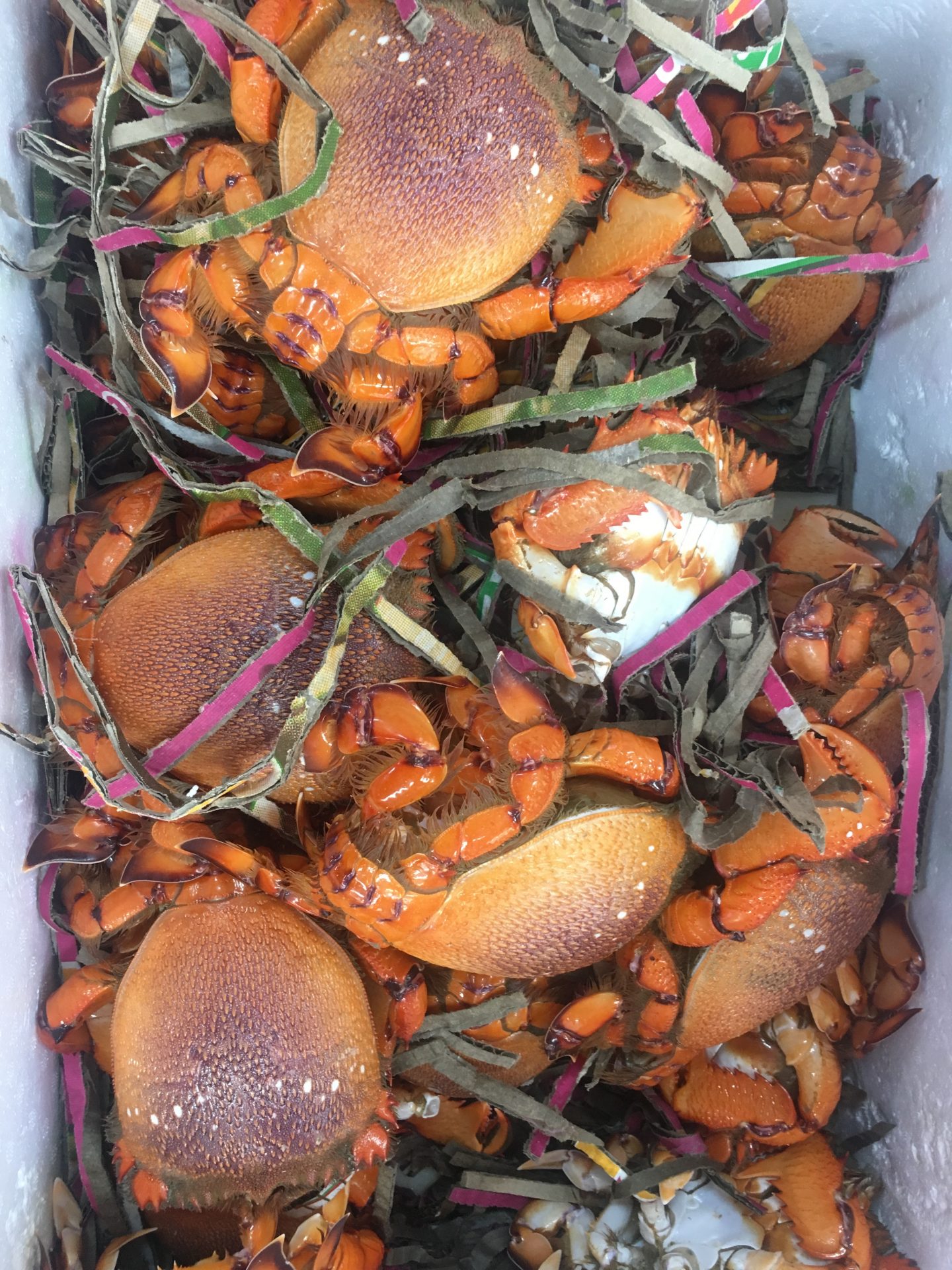 Bugs for sale at Footscray Market, Melbourne