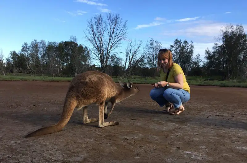 Gingey Bites meets a Kangaroo