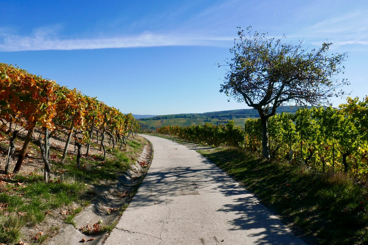 Walking the Rotweinwanderweg