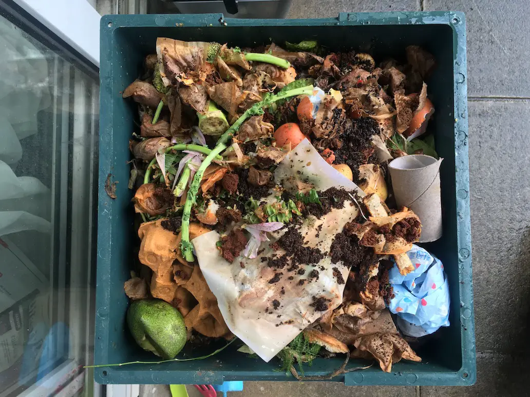 A layer of food waste in the worm bin