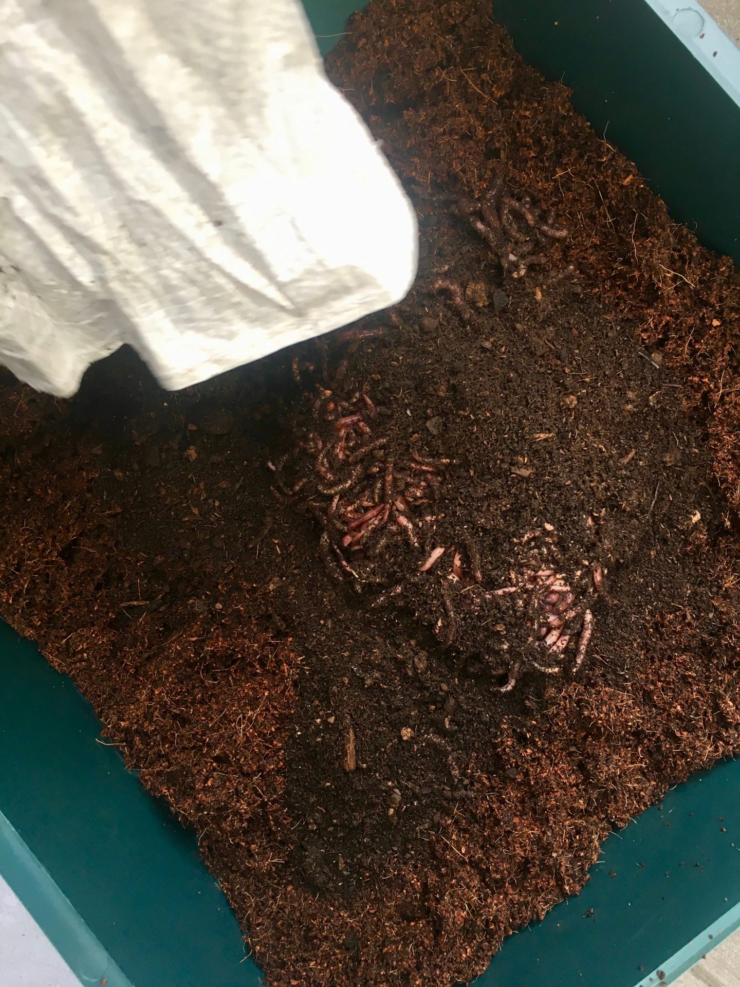 Worm compost