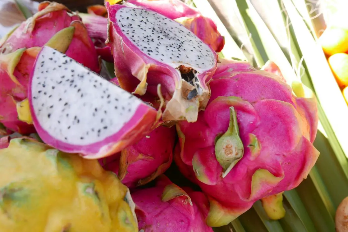 Dragon fruit at Finca San Ramon in La Herradura