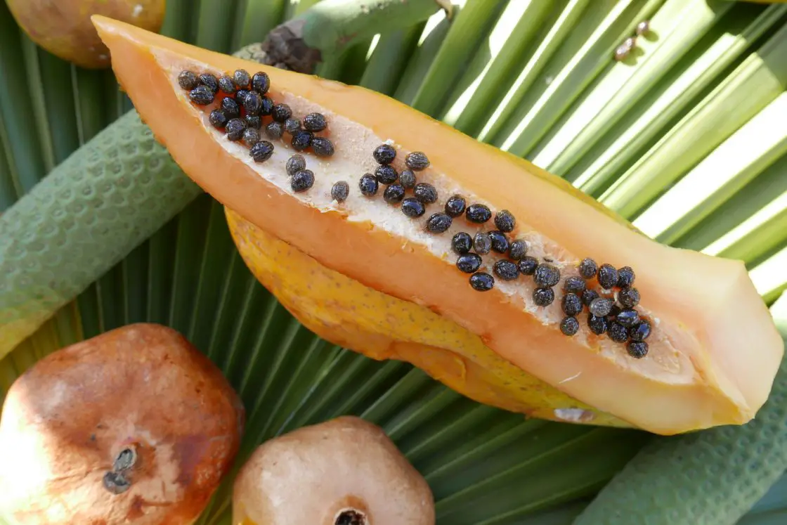 Fresh Papaya at Finca San Ramon in La Herradura