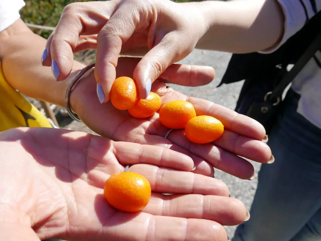 Clementine Loquats at Finca San Ramon on the Costa Tropical