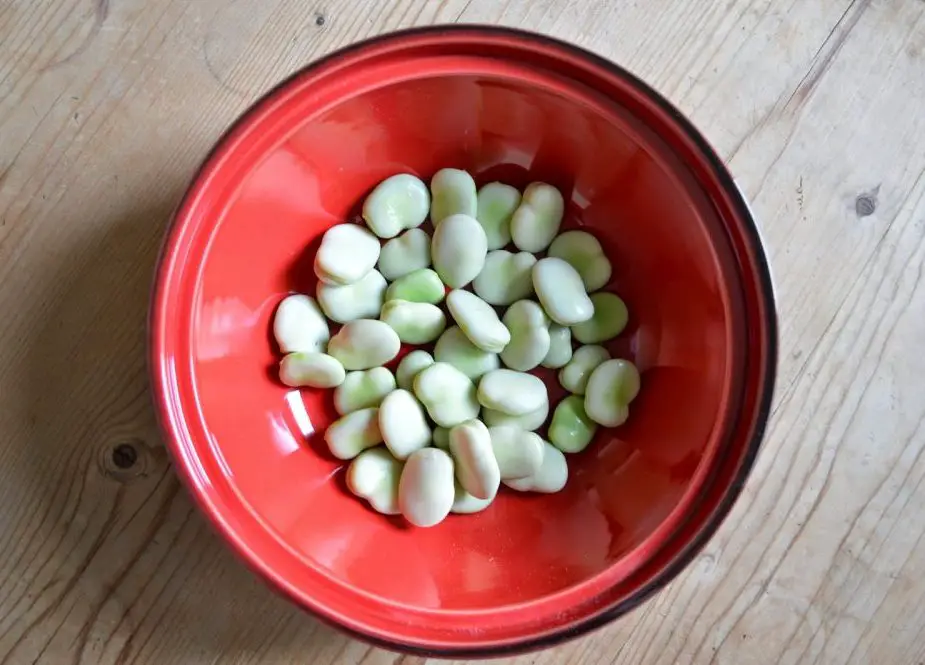 Shelled broad beans