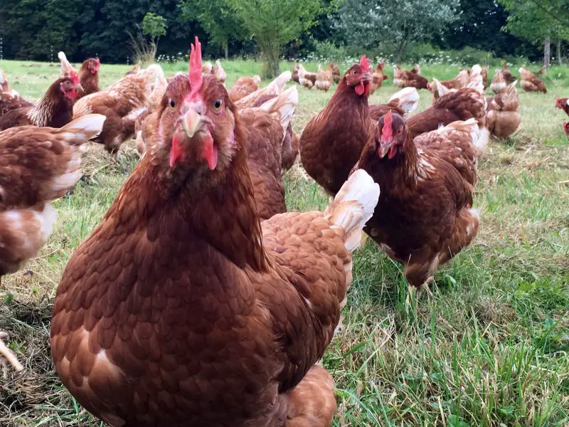 Inquisitive Happy Eggs Chickens