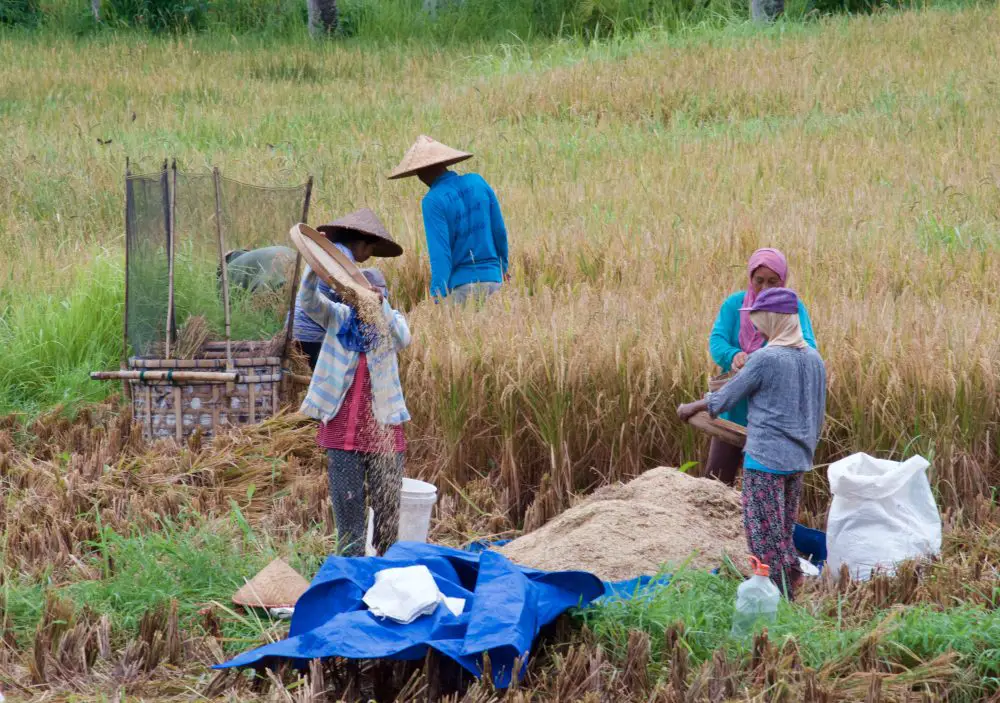 Workers in Ubud, Bali