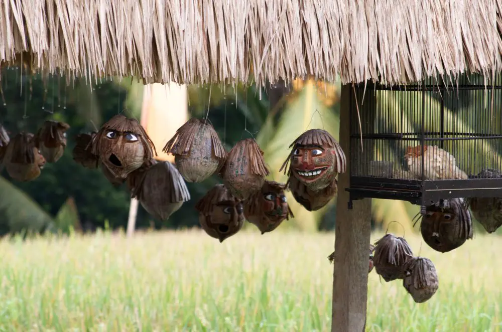 Coconut Heads