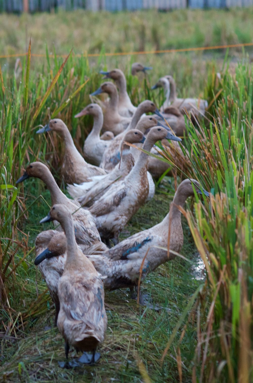 Ducks enjoying the rice paddies in Bali