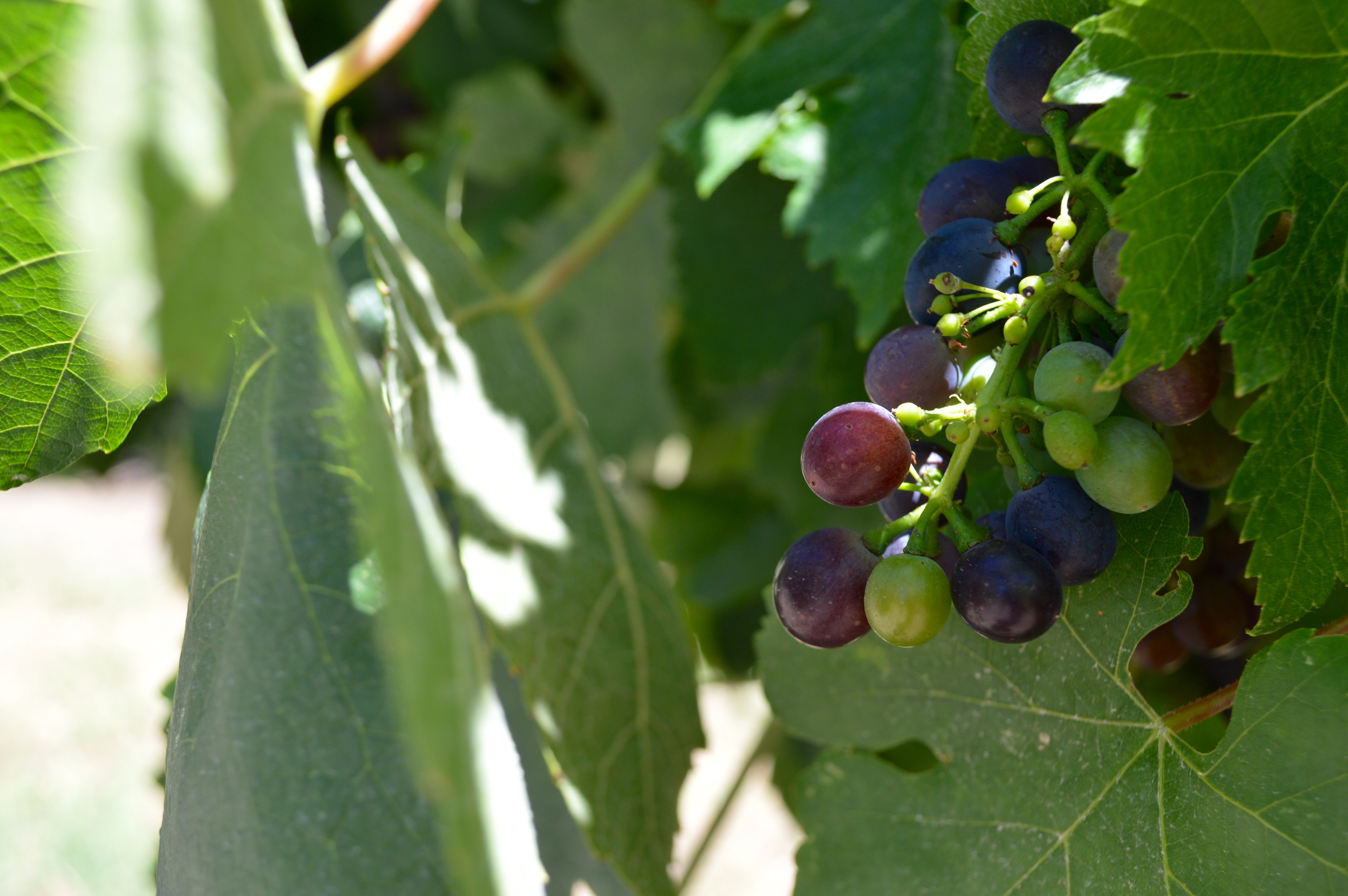 Grapes growing in the Yarra Valley