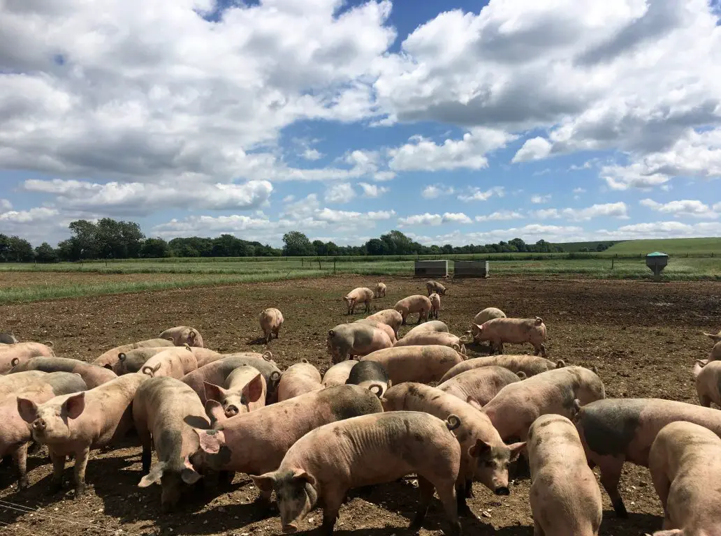 Pigs at Helen Browning's Organic food farm 