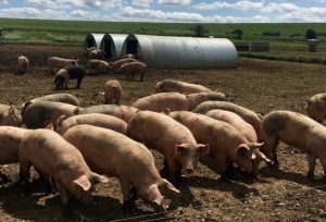 Pigs on a soil association certified farm