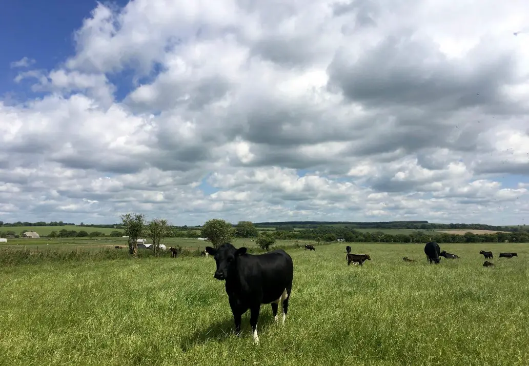 Cows in a British field with blue skies