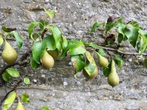 Pears growing at Thyme hotel