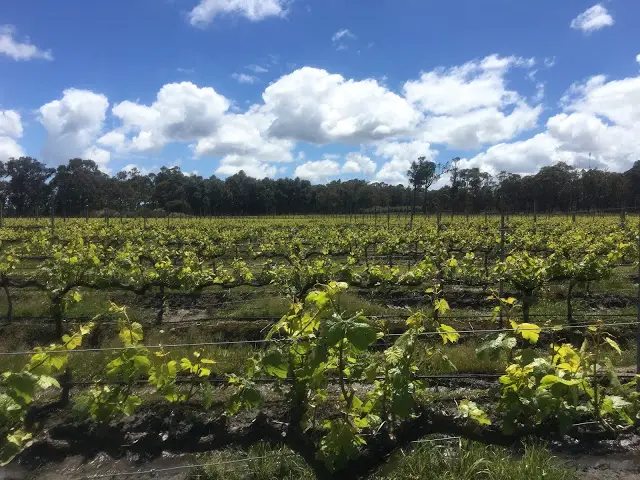 Margaret River vineyard