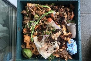 A layer of food waste in the worm bin