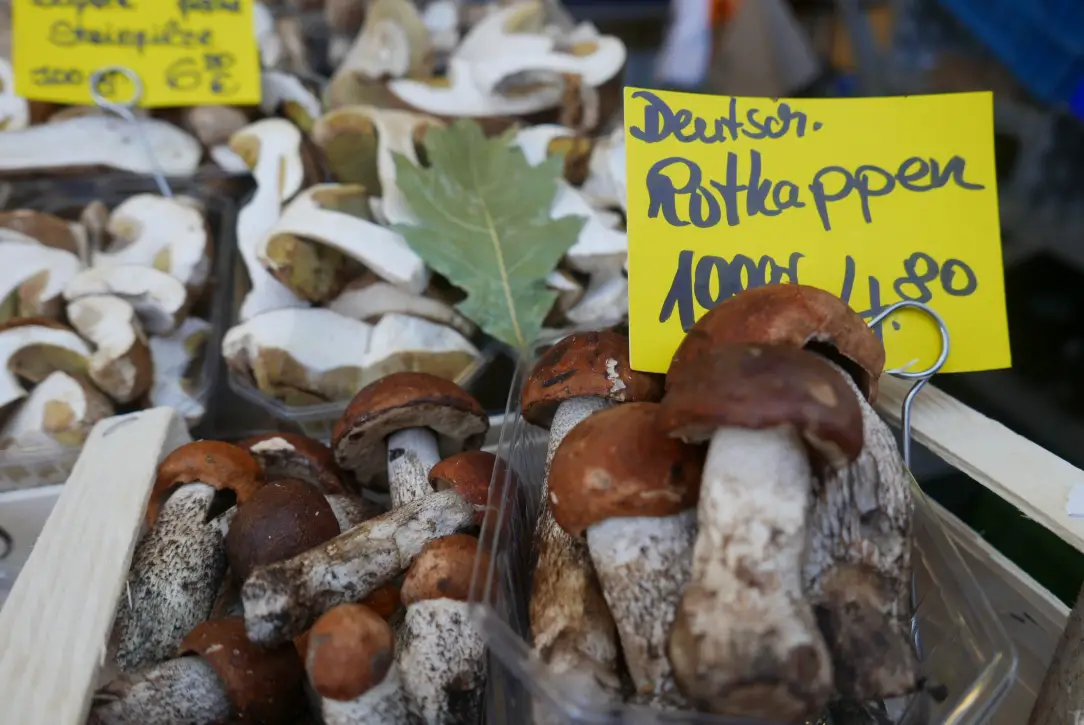 Seasonal German mushrooms