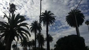 Blue skies and clouds over spanish palm trees