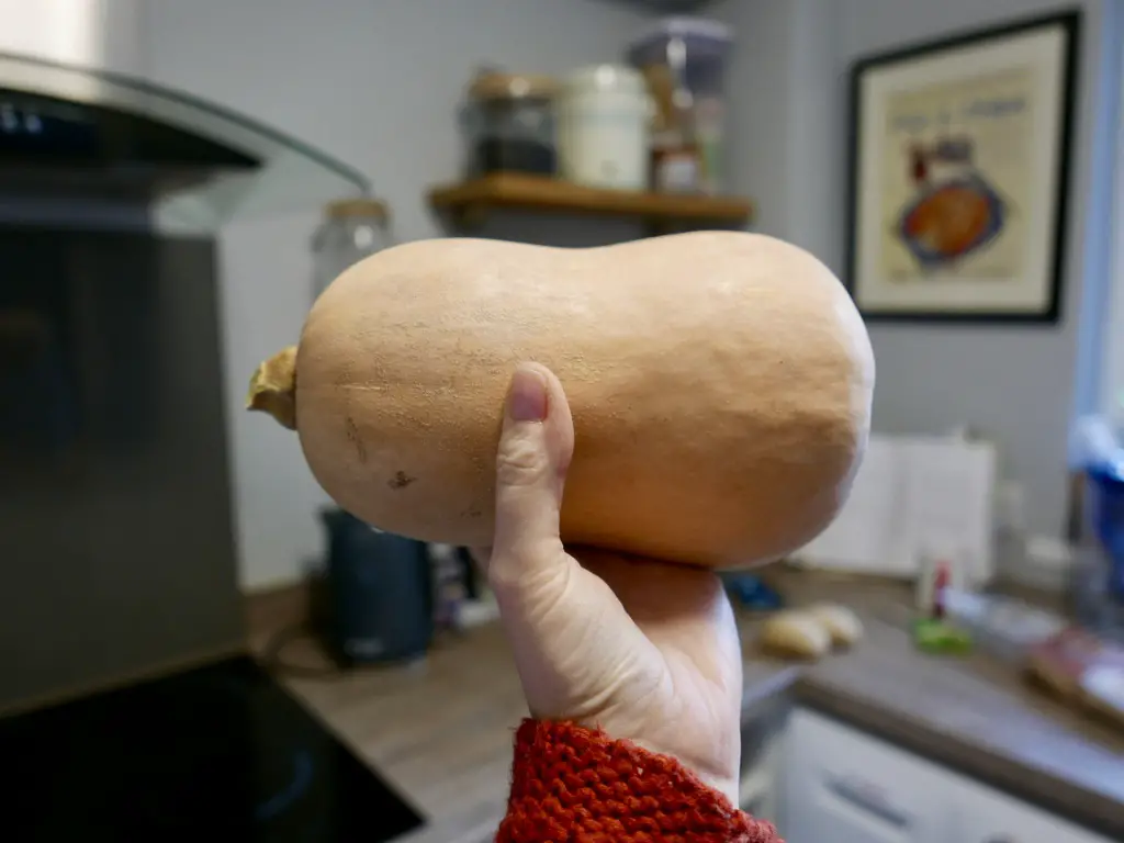 Hand holding a whole butternut squash