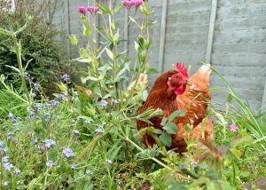 Janet the chicken