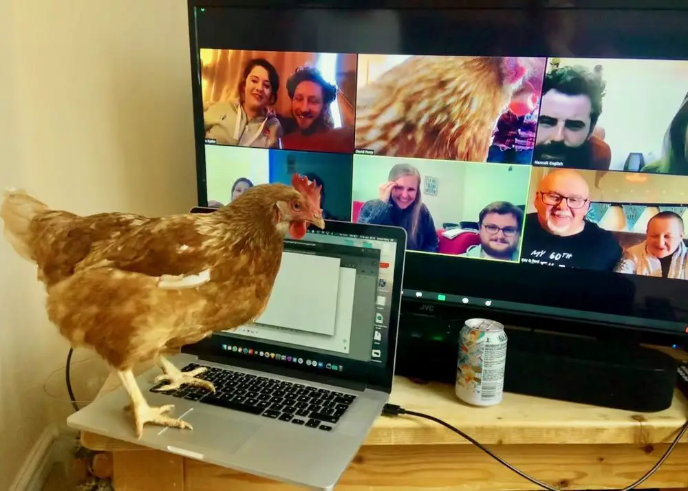 Chicken zoom party