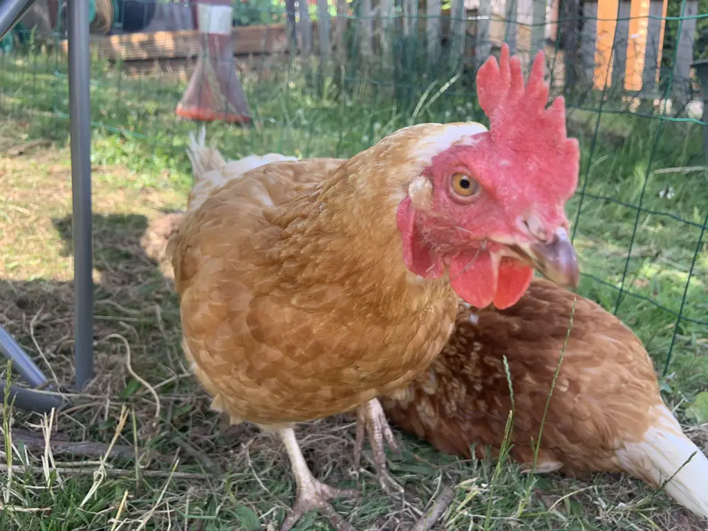 Eleanor, one of our rescue chickens