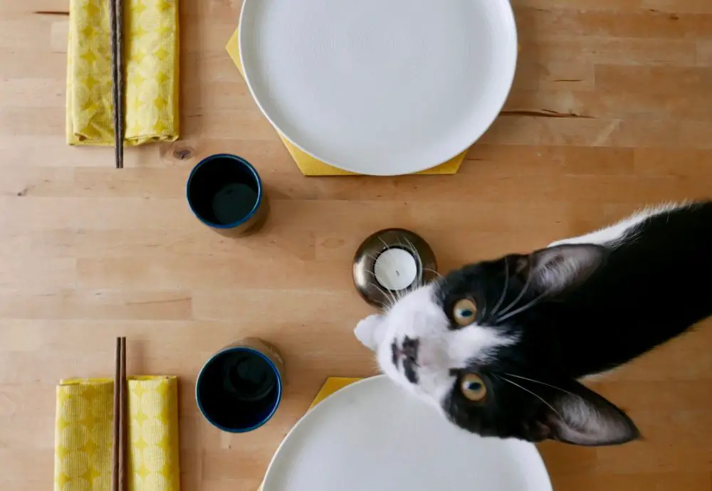 Jiji the kitten helping me set the table for dinner