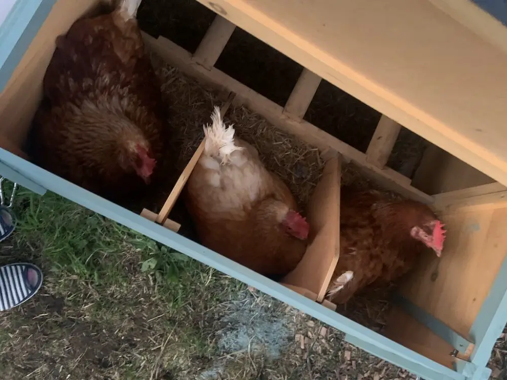 Chickens in the nest boxes