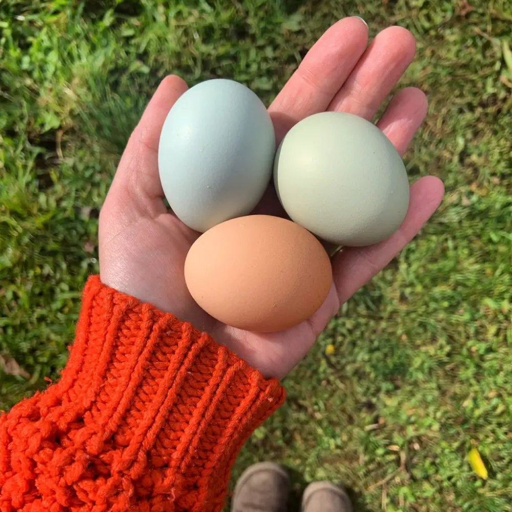 organic eggs