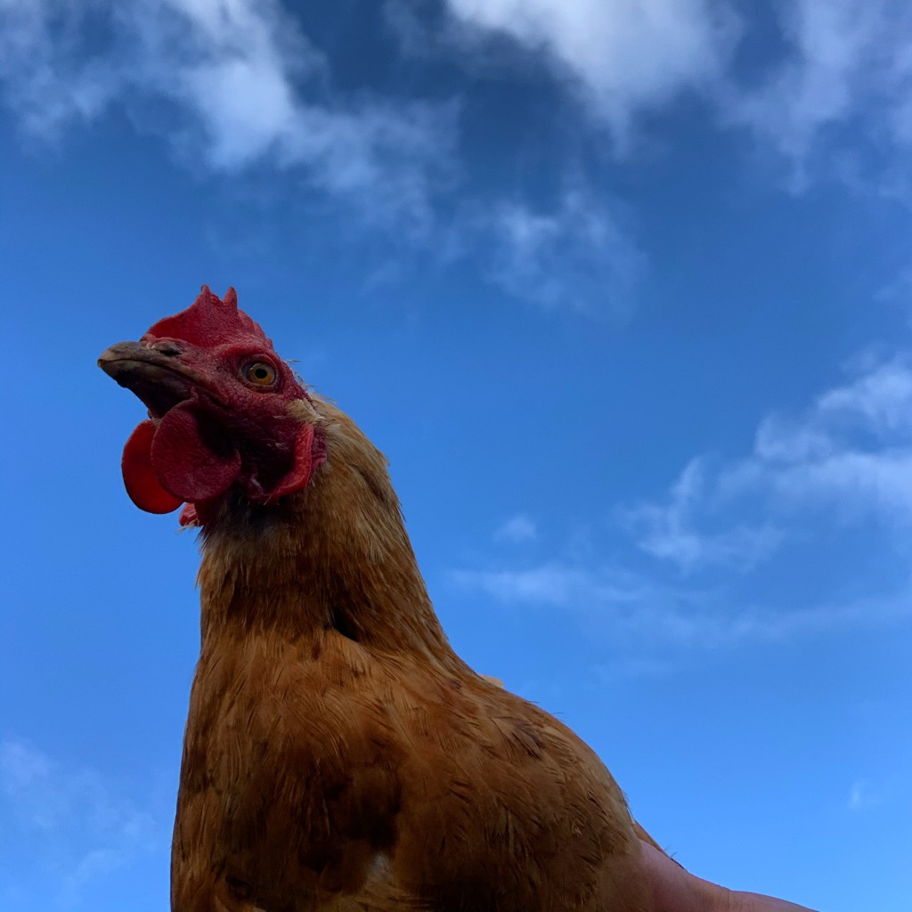 Chicken in the sky