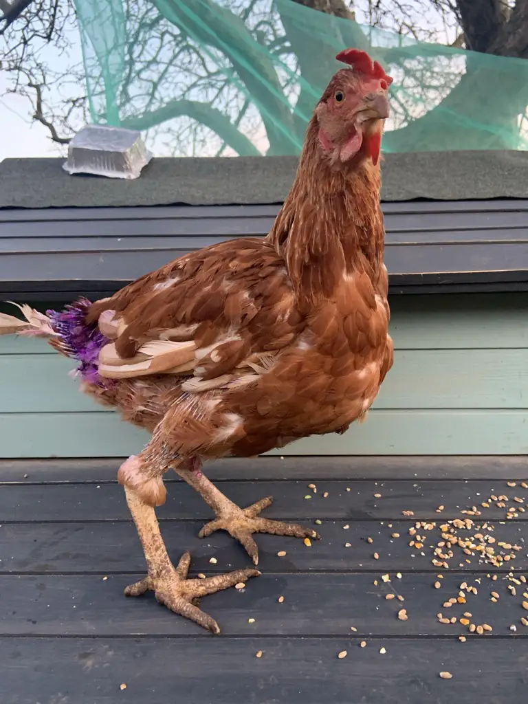 Doreen rescue hen