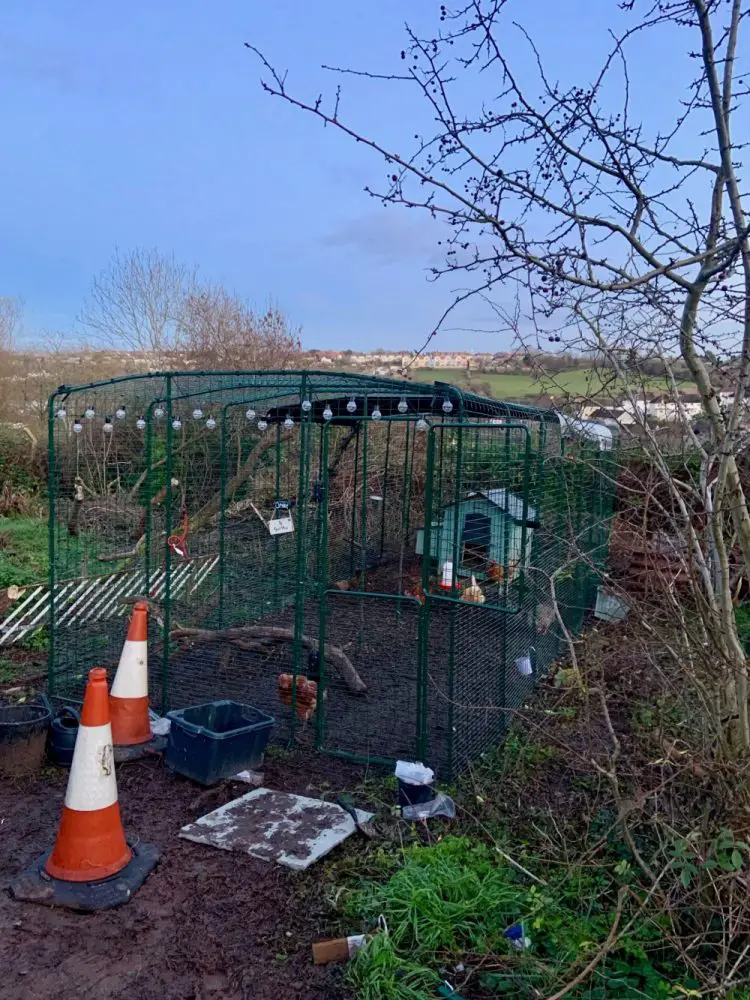 The chicken run in its new location