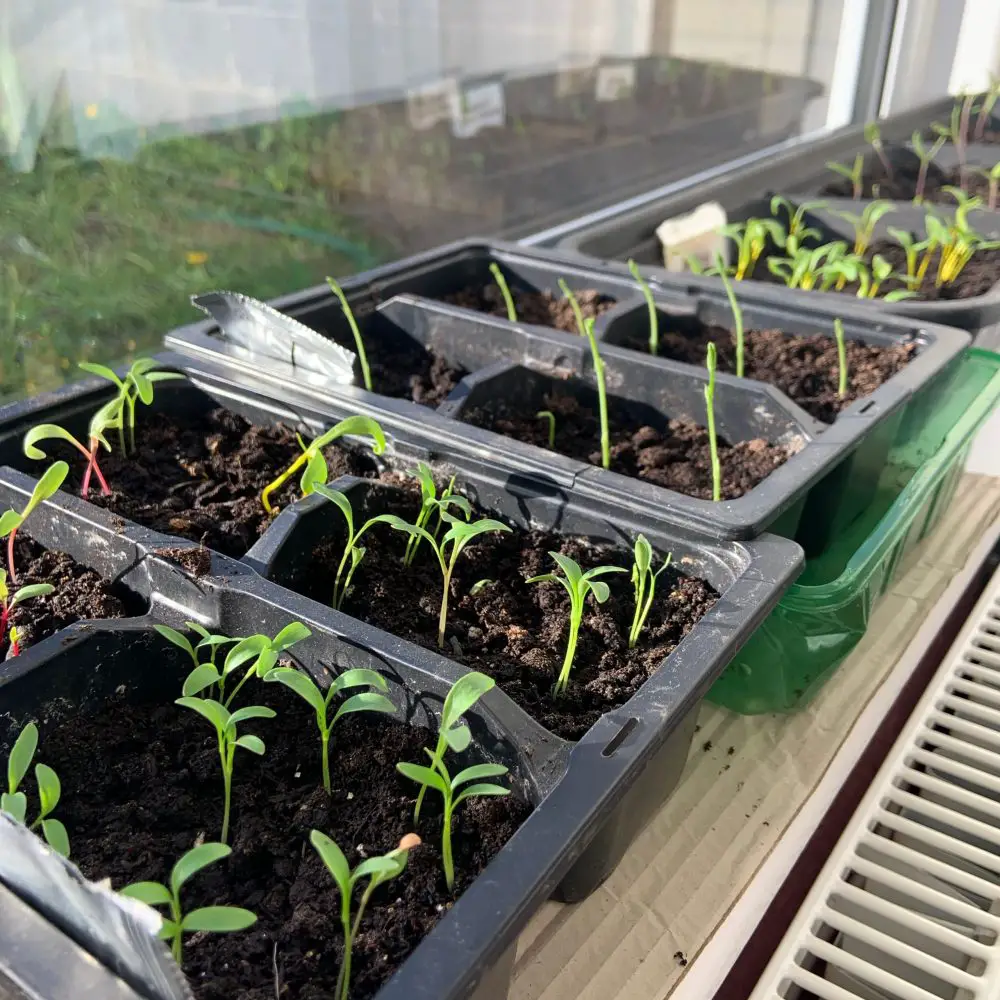 Seedlings on a sunny windowsill