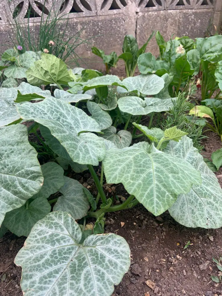 Squash, chard and chives