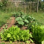 The beginnings of an organic vegetable garden