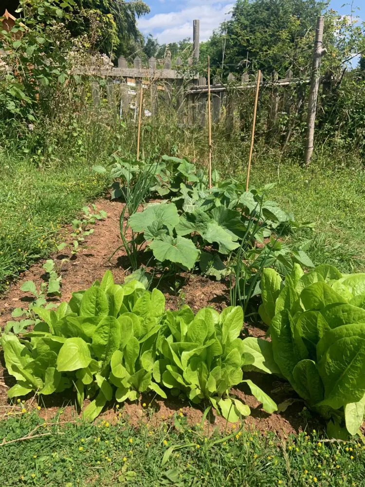 Lettuce and courgettes growing