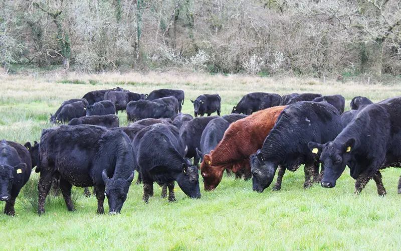 Eversfield Aberdeen Angus cows