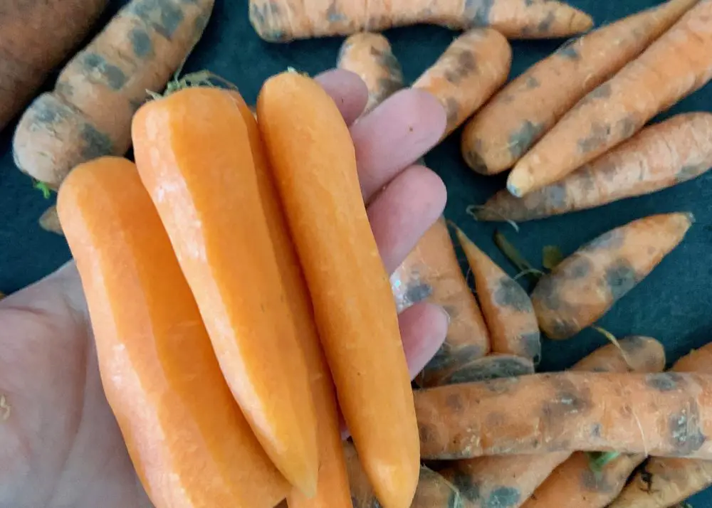 Carrots saved from food waste